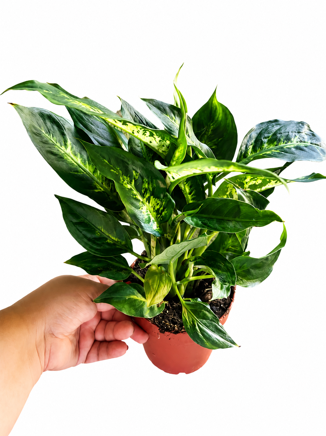 Diffenbachia