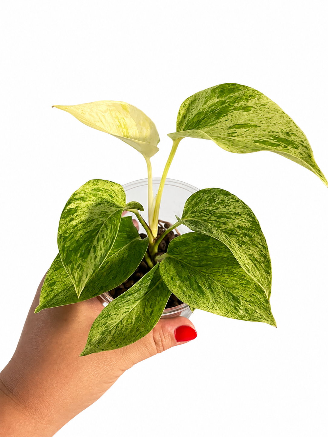 Epipremnum marble queen