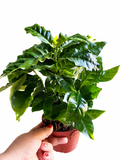 Kawa arabica
