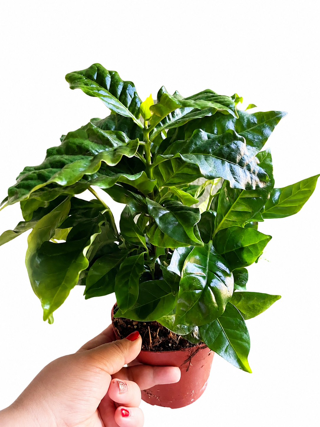 Kawa arabica