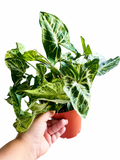 Syngonium