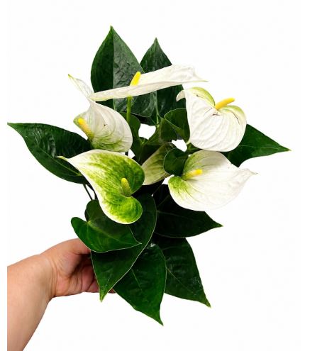 Anthurium białe