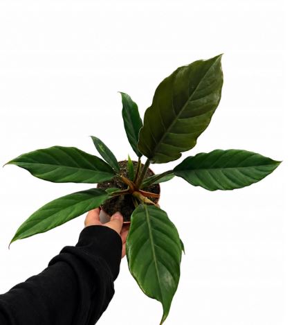 Filodendron Choco Empress