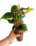 Filodendron cream splash