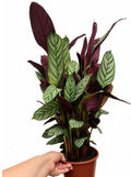 Cthenante setosa 70 cm