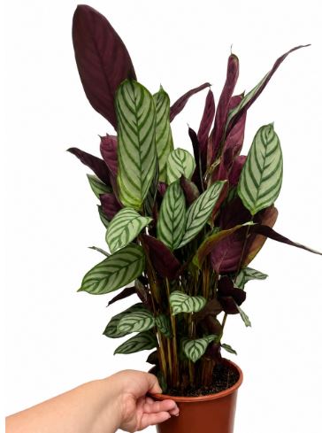 Cthenante setosa 70 cm