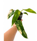 Filodendron domesticum variegata