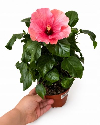 Hibiskus różowy