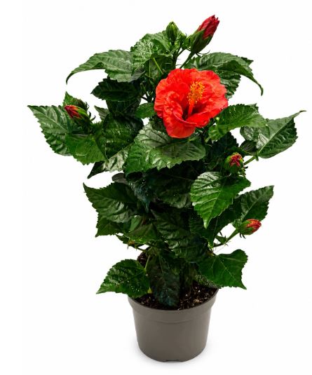 Coral hibiscus/shades of red