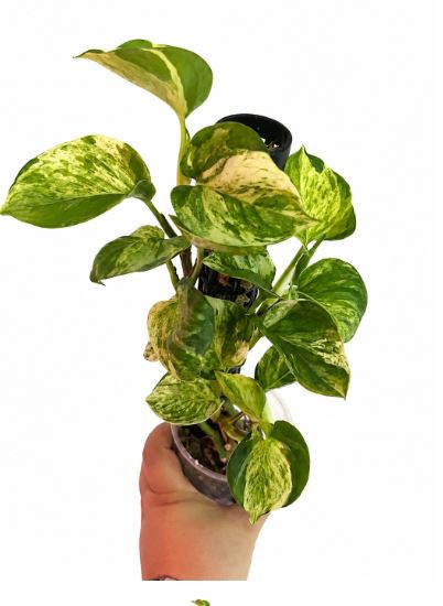 Epipremnum majula apple na palu