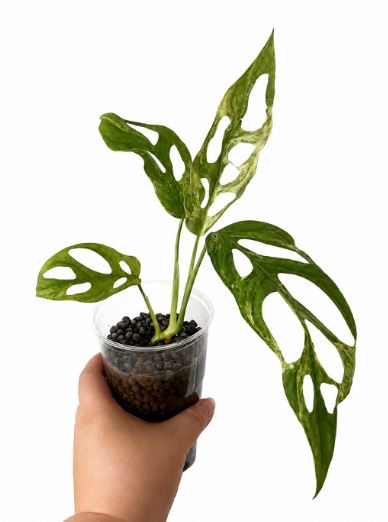 Monstera adansoni indonesian marble