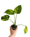 Monstera aurea marmorata