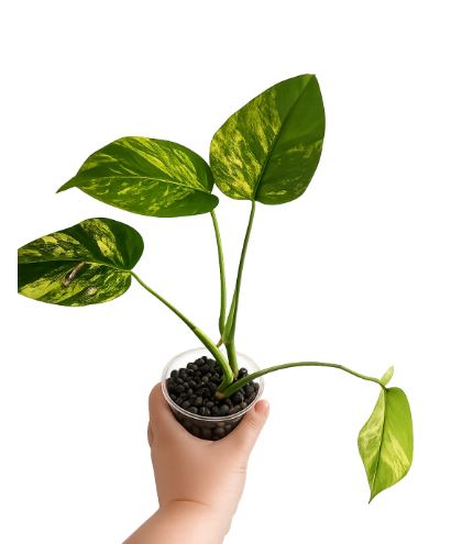 Monstera aurea marmorata
