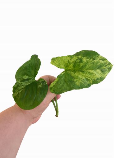 Syngonium mottled mojito