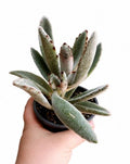 Kalanchoe tomentosa 'Baker'