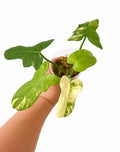 Filodendron gold violin variegata